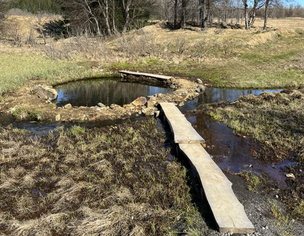 Marteinslaug á villigötum